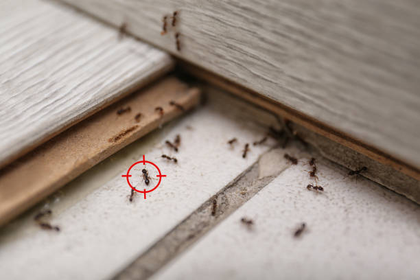 Best Exterminator Services  in Monticello, AR