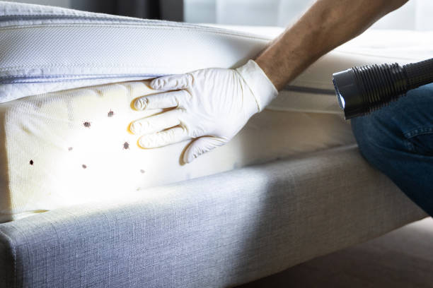 Flea Control Services in Monticello, AR