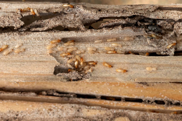 Best Termite Control Services  in Monticello, AR